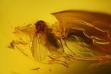 Detailed Fossil Ant (Formicidae) & Flies (Diptera) in Baltic Amber #145492-1